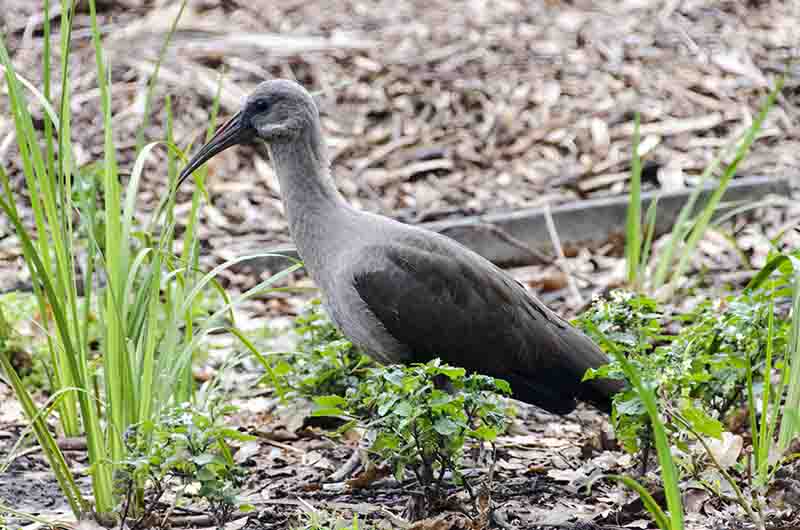 88 - Ibis Hadeda - Ciudad del Cabo - Sudafrica